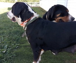 Small #3 Greater Swiss Mountain Dog