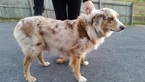 Small Photo #1 Australian Shepherd Puppy For Sale in HARRISONBURG, VA, USA