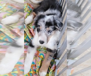 Border Sheepdog Puppy for sale in WESTMINSTER, MD, USA