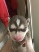 Small Photo #13 Siberian Husky Puppy For Sale in PHOENIX, AZ, USA