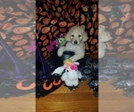 Small Photo #26 Goldendoodle Puppy For Sale in EAST POINT, GA, USA