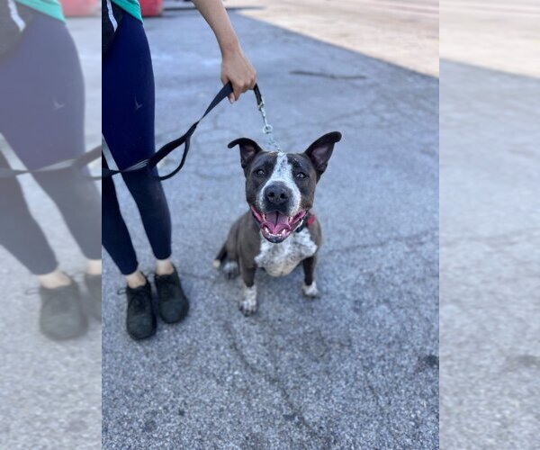 Medium Photo #15 Mutt Puppy For Sale in Lake Forest, CA, USA