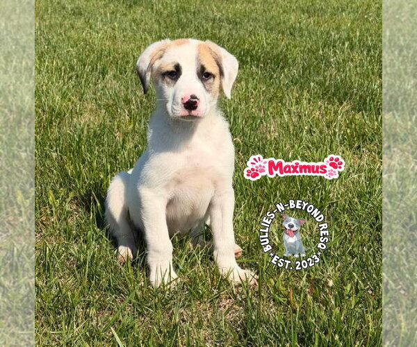 Medium Photo #2 Mutt Puppy For Sale in Omaha, NE, USA