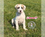 Small #1 Mutt
