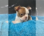 Small #11 Boston Terrier