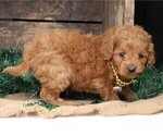 Small #11 Cavapoo
