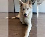 Small #1 Siberian Husky