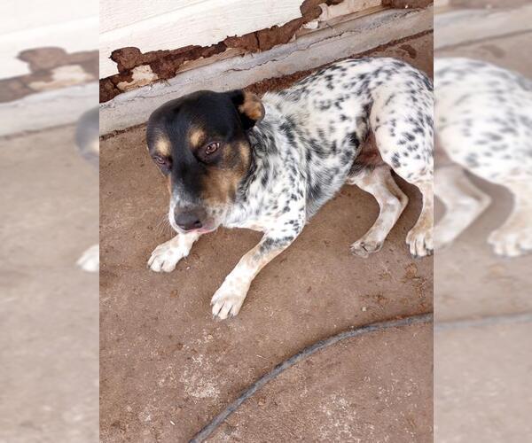 Medium Photo #1 American Staffordshire Terrier-Unknown Mix Puppy For Sale in San Antonio, TX, USA