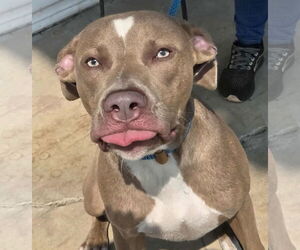 American Pit Bull Terrier-Unknown Mix Dogs for adoption in Anniston, AL, USA