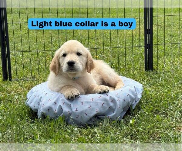 Medium Photo #1 Golden Retriever Puppy For Sale in NORTH LIBERTY, IN, USA