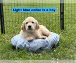 Puppy Light Blue Golden Retriever