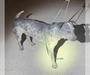 Mutt Dogs for adoption in San Antonio, TX, USA