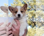 Small Photo #1 Pembroke Welsh Corgi Puppy For Sale in BRIGGSDALE, CO, USA