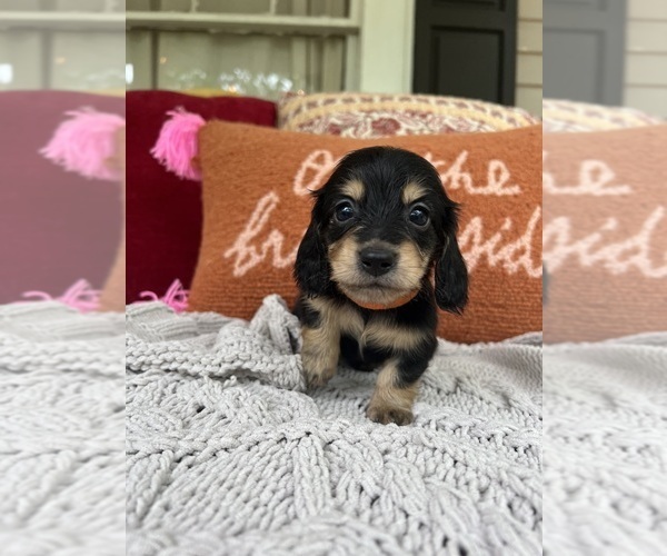 Medium Photo #1 Dachshund Puppy For Sale in JASPER, GA, USA