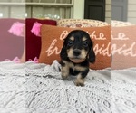 Small Photo #1 Dachshund Puppy For Sale in JASPER, GA, USA