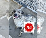 Small #6 Mutt