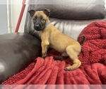 Small Photo #119 Belgian Malinois Puppy For Sale in REESEVILLE, WI, USA