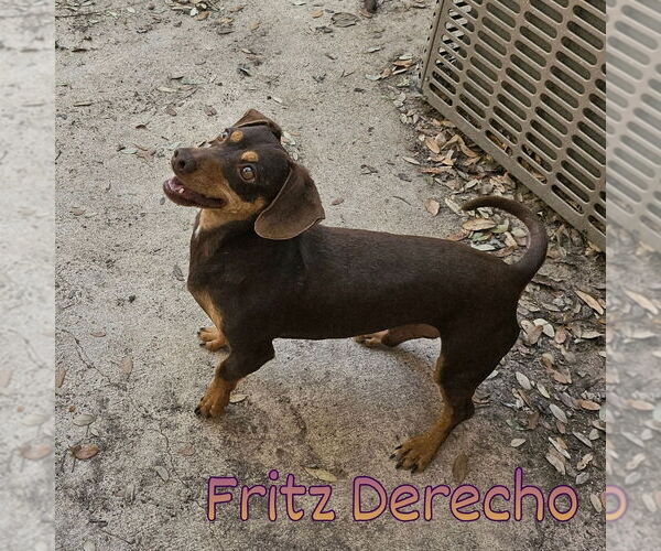 Medium Photo #15 Dachshund Puppy For Sale in San Antonio, TX, USA