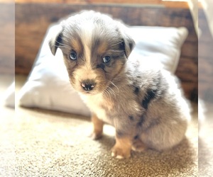 Australian Shepherd Puppy for sale in DRUMMONDS, TN, USA