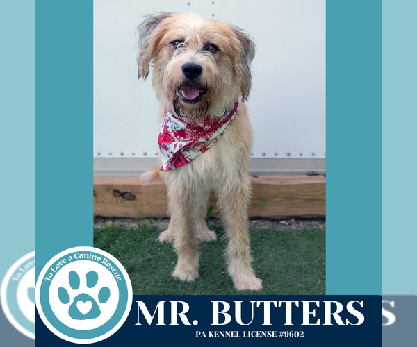 Medium Photo #7 Mutt Puppy For Sale in Kimberton, PA, USA