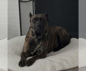 Father of the Cane Corso puppies born on 12/30/2025