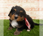 Small Photo #2 Miniature Bernedoodle Puppy For Sale in ARGYLE, IA, USA