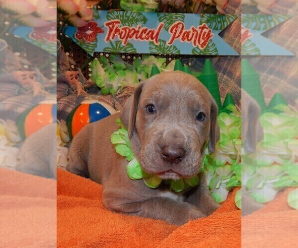 Medium Photo #117 Great Dane Puppy For Sale in SPRAGGS, PA, USA