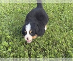 Small #3 Bernese Mountain Dog