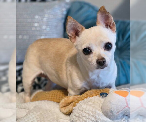 Medium Photo #4 Chihuahua Puppy For Sale in Chino Hills, CA, USA