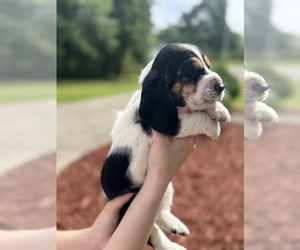 Basset Hound Puppy for sale in DALTON, GA, USA