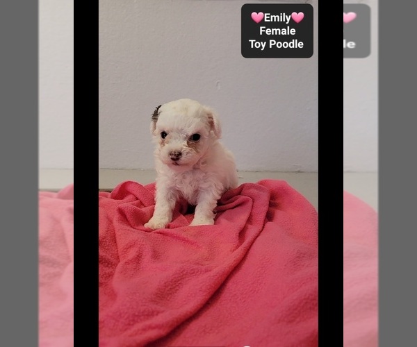 Medium Photo #2 Poodle (Toy) Puppy For Sale in TUCSON, AZ, USA