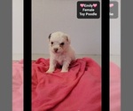 Small #1 Poodle (Toy)