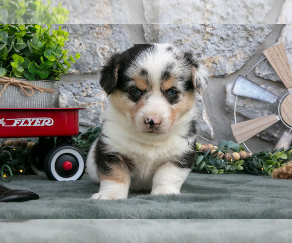 Medium Photo #3 Pembroke Welsh Corgi Puppy For Sale in LEOLA, PA, USA
