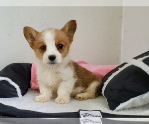 Pembroke Welsh Corgi Puppy for sale in CLARK, MO, USA