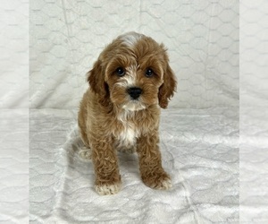 Cock-A-Poo Puppy for sale in FRANKLIN, IN, USA