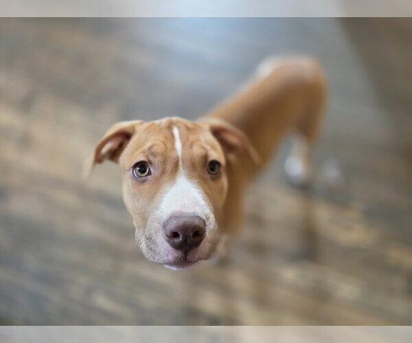 Medium Photo #1 Mutt Puppy For Sale in New London, WI, USA