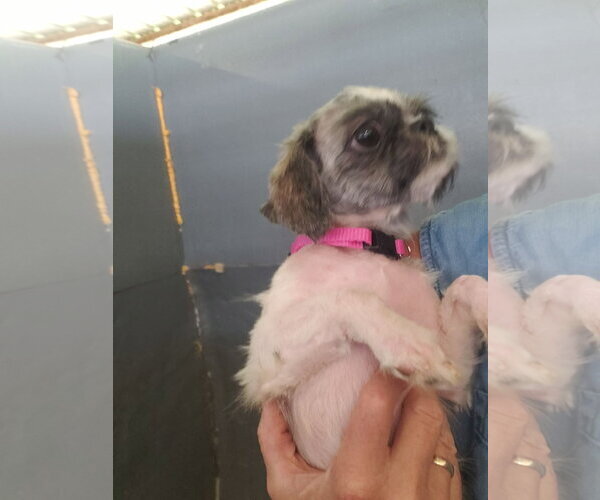 Medium Photo #2 Shih Tzu-Unknown Mix Puppy For Sale in Grafton, WI, USA