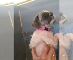 Small #1 Shih Tzu Mix