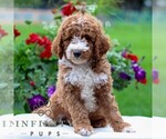 Small #4 Goldendoodle (Miniature)
