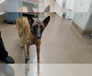 Mutt Dogs for adoption in Aurora, IL, USA