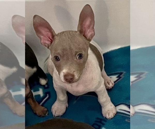 Medium Photo #1 Rat Terrier Puppy For Sale in WHITAKERS, NC, USA