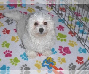 Bichon Frise Puppy for sale in ORO VALLEY, AZ, USA