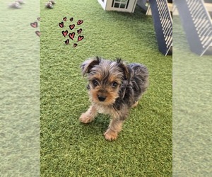 Yorkshire Terrier Puppy for sale in CASTLETON, IN, USA