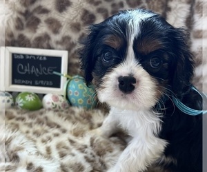 Cavalier King Charles Spaniel Puppy for sale in ABILENE, TX, USA
