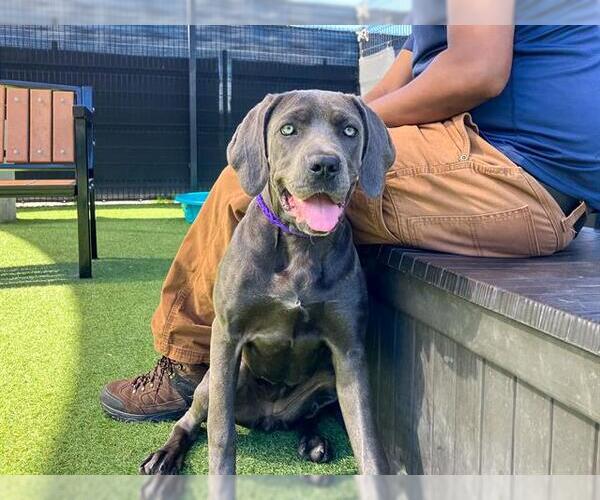 Medium Photo #1 Great Dane-Unknown Mix Puppy For Sale in Orange, CA, USA