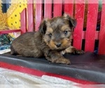 Small #3 Morkie
