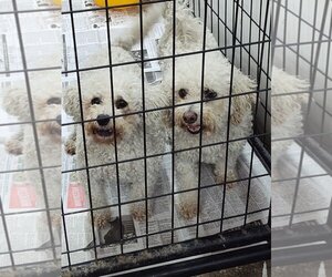 Bichon Frise Dogs for adoption in Mukwonago, WI, USA