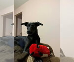 Small #3 Mutt