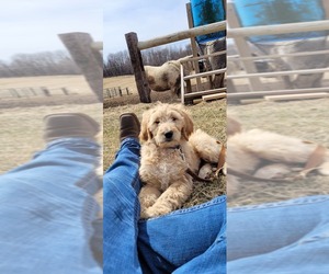 Goldendoodle Puppy for sale in MONDOVI, WI, USA