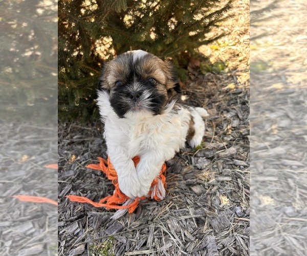 Medium Photo #5 Shih Tzu Puppy For Sale in MIDDLEBURY, IN, USA